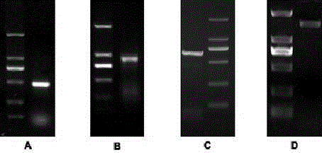 Peanut Violaxanthin Decycloxygenase Gene, Its Encoded Protein and Its Application
