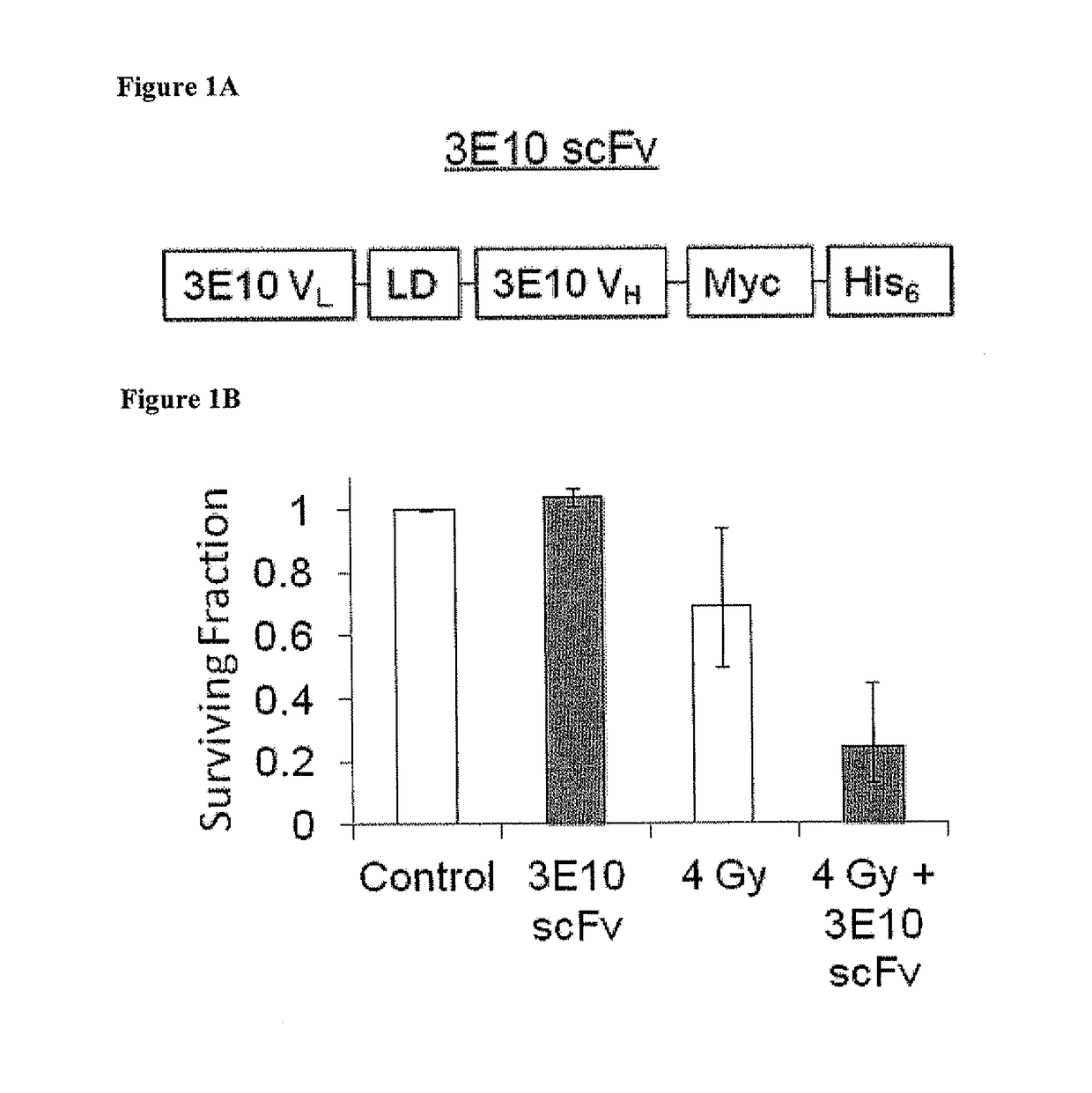 Cell-penetrating anti-DNA antibodies and uses thereof inhibit DNA repair