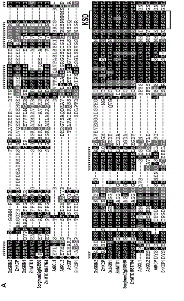 SKIN gene silencing plasmid and transformed plant cell containing plasmid