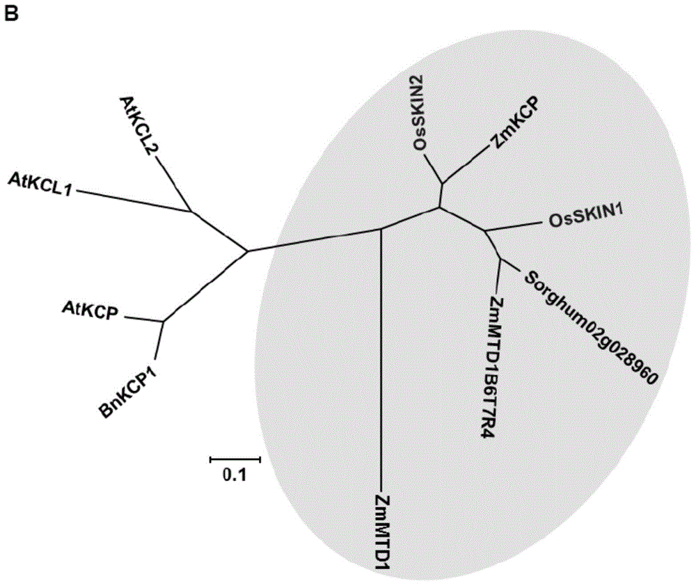 SKIN gene silencing plasmid and transformed plant cell containing plasmid