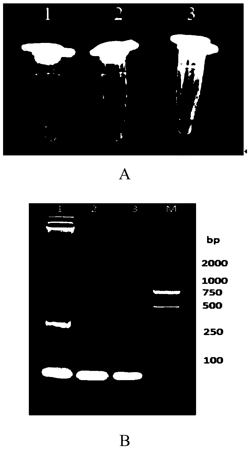 LAMP (Loop-Mediated Isothermal Amplification) primer used for detecting infectious haematopoietic necrosis virus and application thereof
