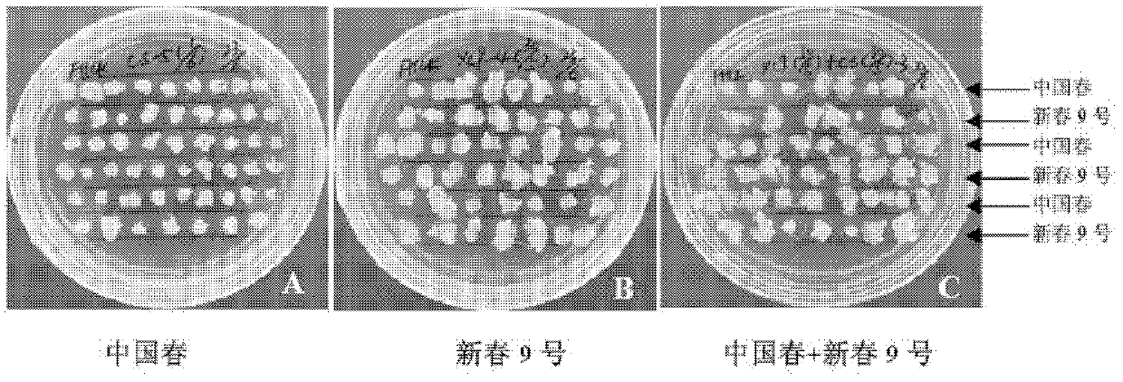 Method for improving tissue culture regeneration rate of wheat genotype immature embryo with low regeneration capacity