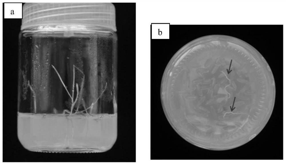 A method for genetically transforming Brachypodium distachyon by inflorescence dipping