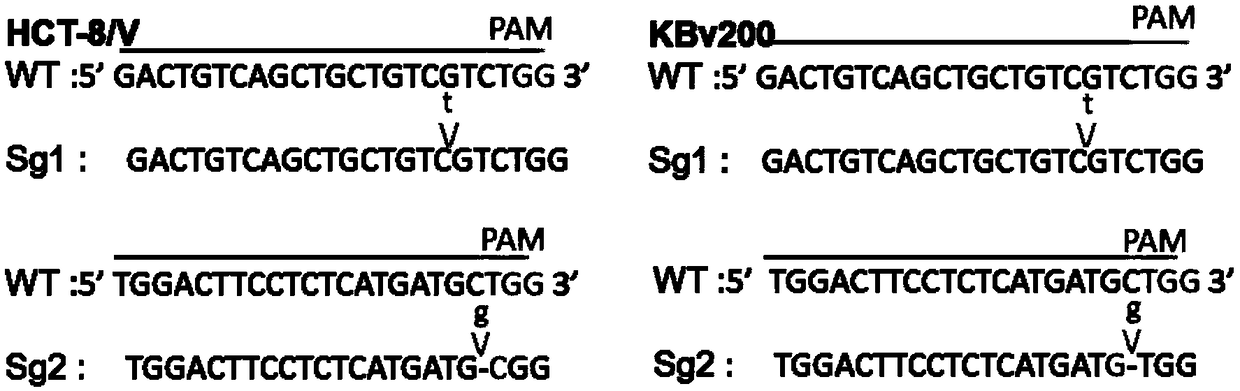 A kind of sgRNA guide sequence and application of specific targeting human abcb1 gene