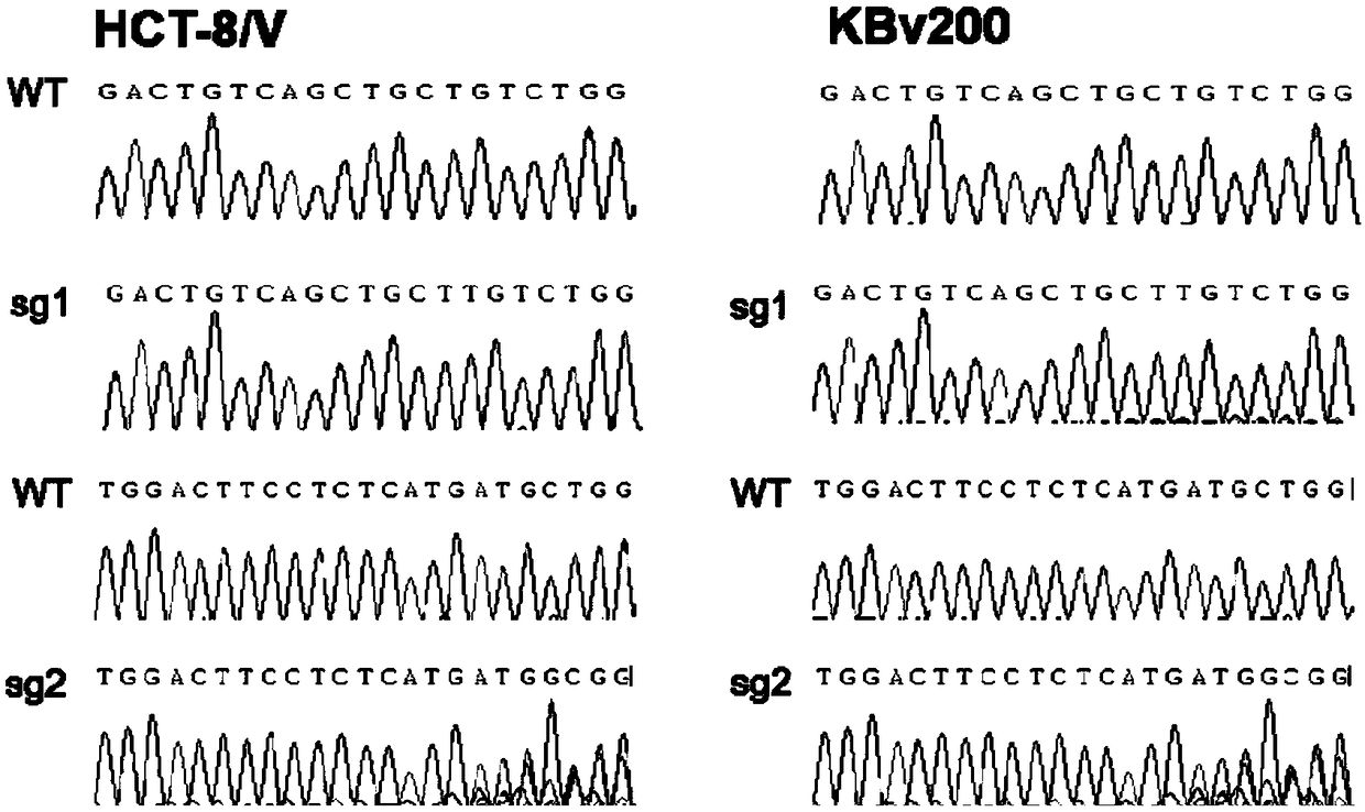 A kind of sgRNA guide sequence and application of specific targeting human abcb1 gene