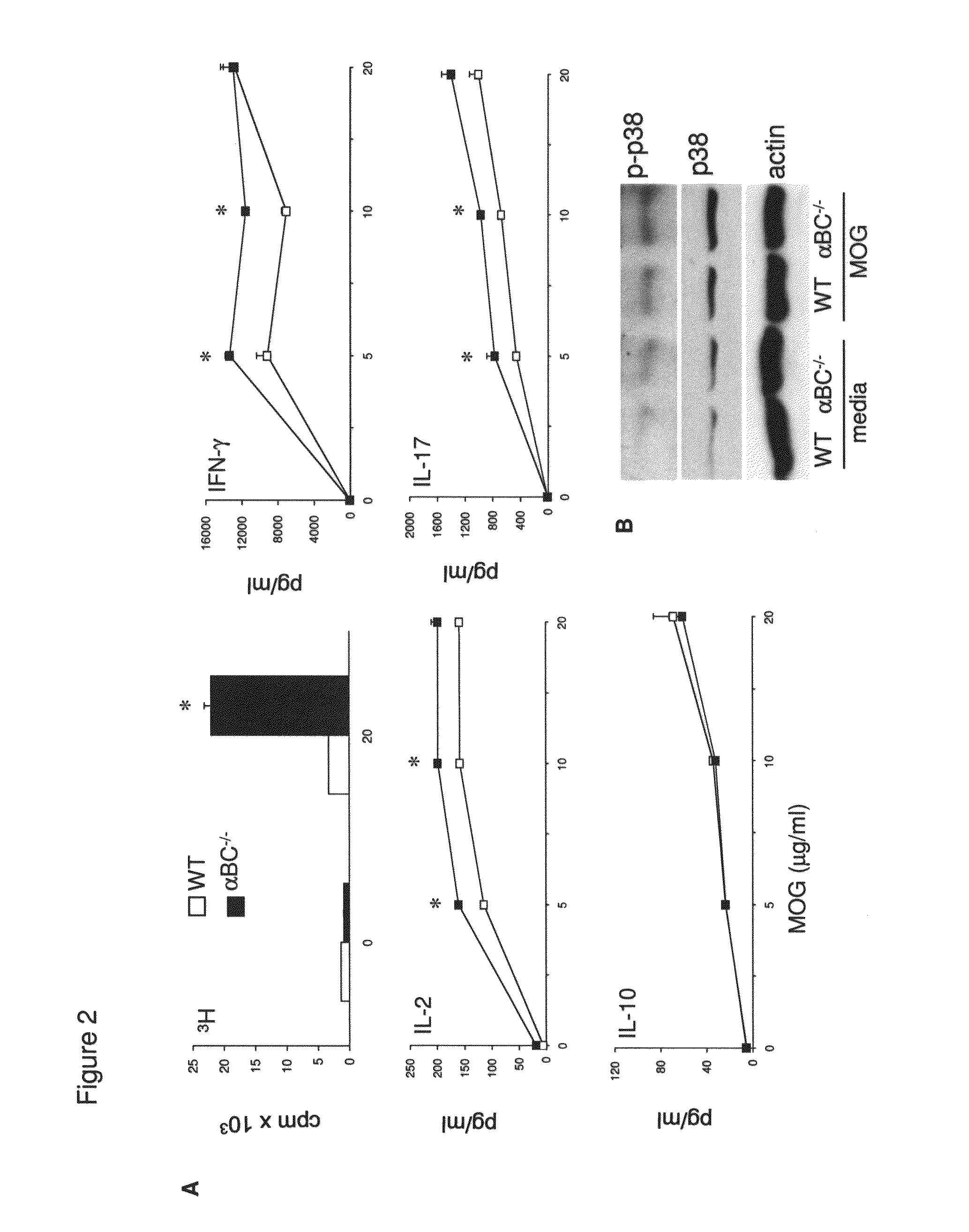 Alpha B-crystallin as a therapy for ischemia or inflammation