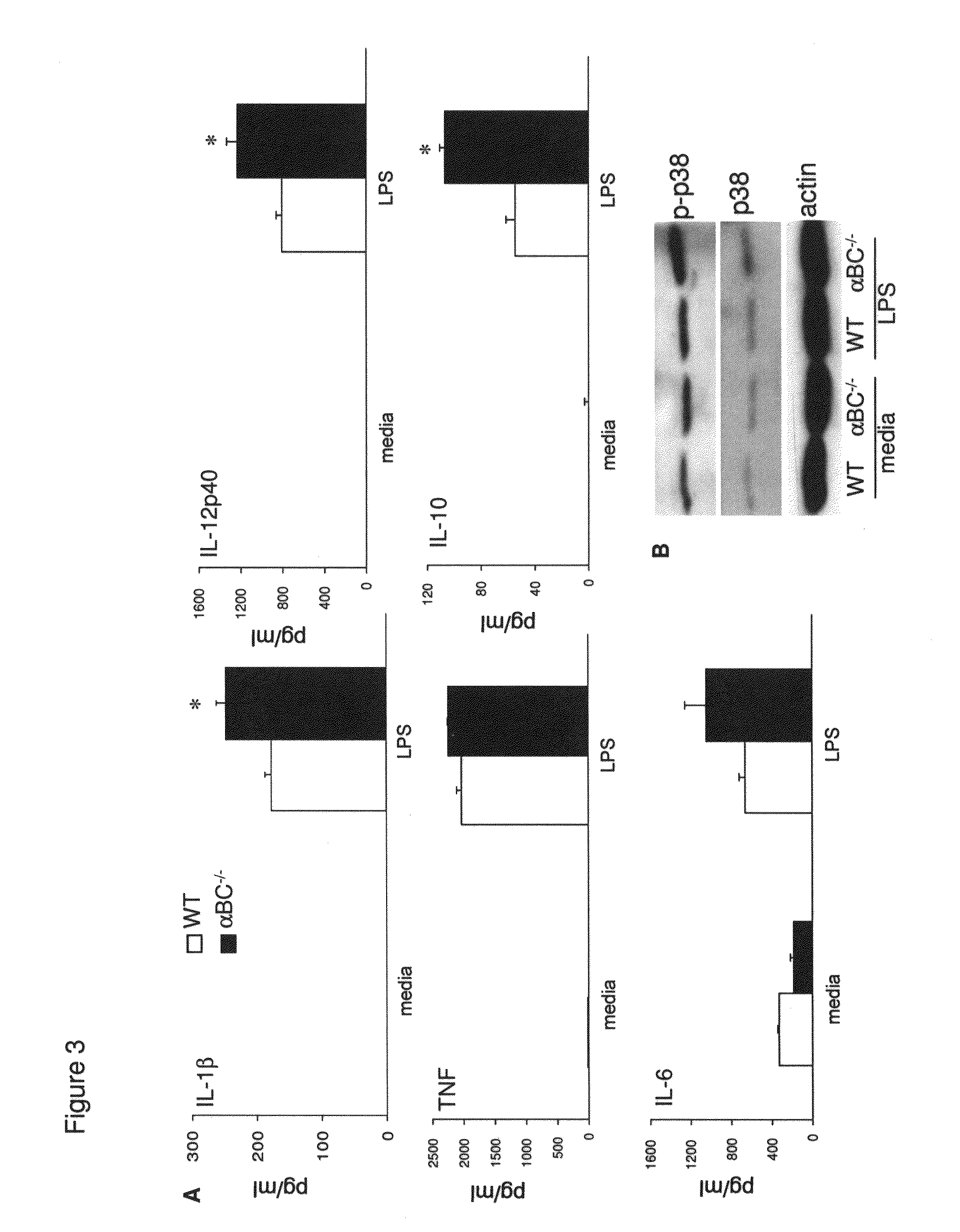 Alpha B-crystallin as a therapy for ischemia or inflammation