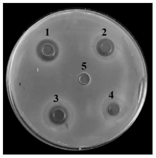 Bacteriocin-producing lactobacillus plantarum and compound application of lactobacillus plantarum in silage