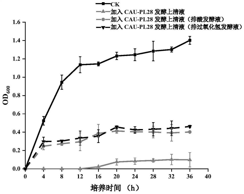 Bacteriocin-producing lactobacillus plantarum and compound application of lactobacillus plantarum in silage