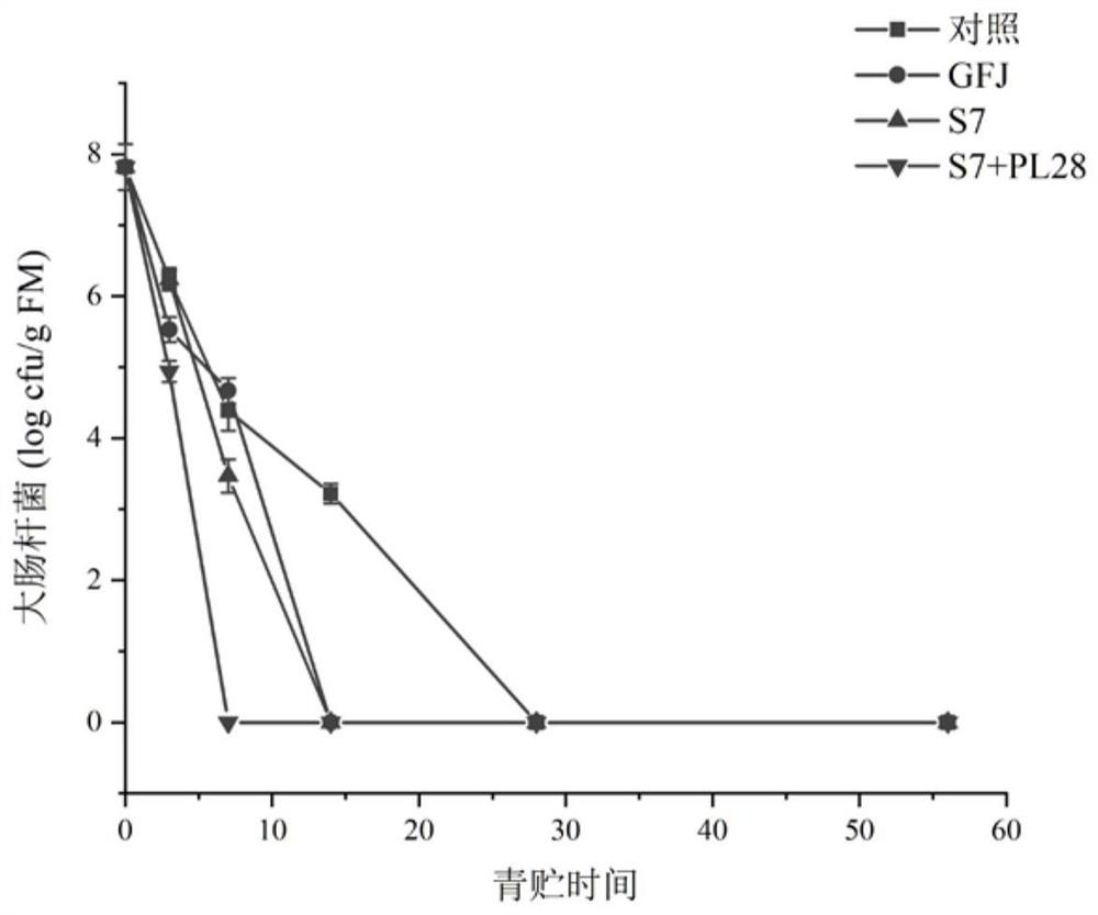 Bacteriocin-producing lactobacillus plantarum and compound application of lactobacillus plantarum in silage