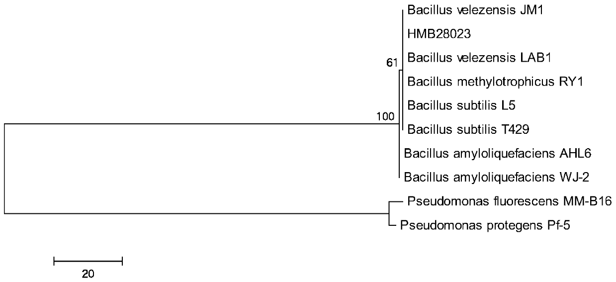 Bacillus velezensis HMB28023 and application thereof