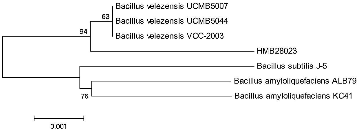 Bacillus velezensis HMB28023 and application thereof
