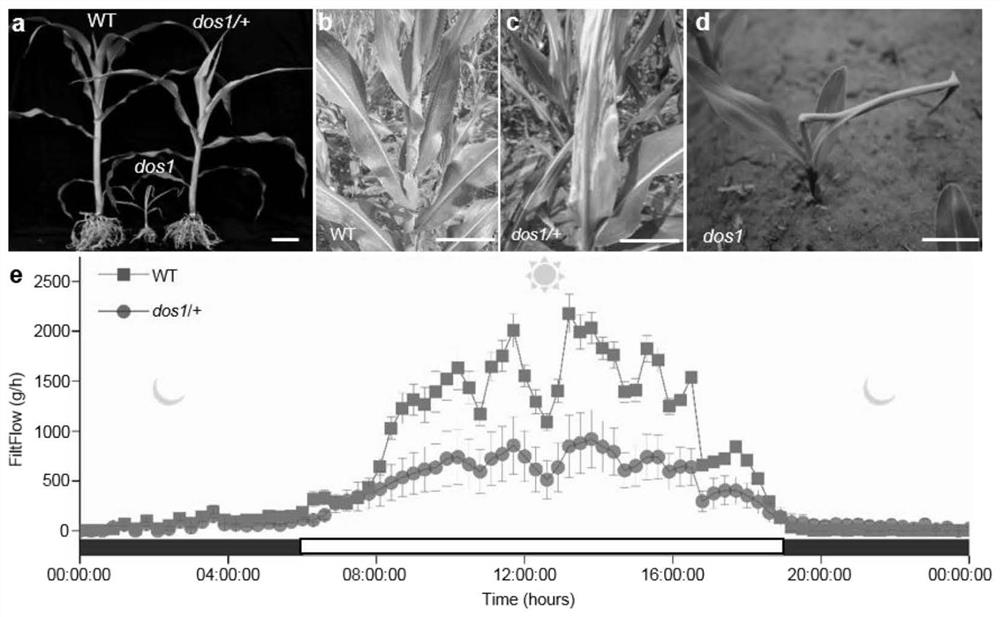 Application of corn Zm00001d013367 gene to regulation and control of development and water transport of native xylem of
