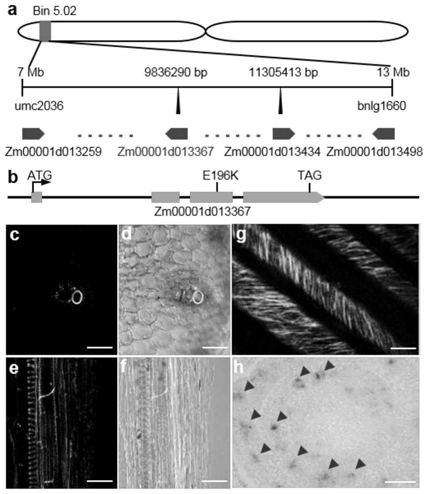 Application of corn Zm00001d013367 gene to regulation and control of development and water transport of native xylem of