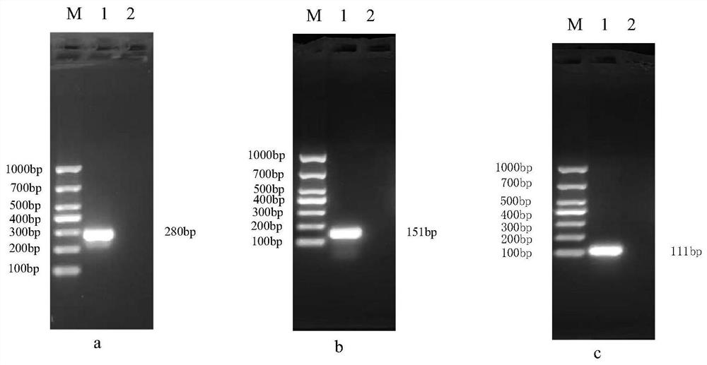 Special primer for one-tube multiplex fluorescence PCR detection of viruses BVDV, BRV and BCV and application of special primer