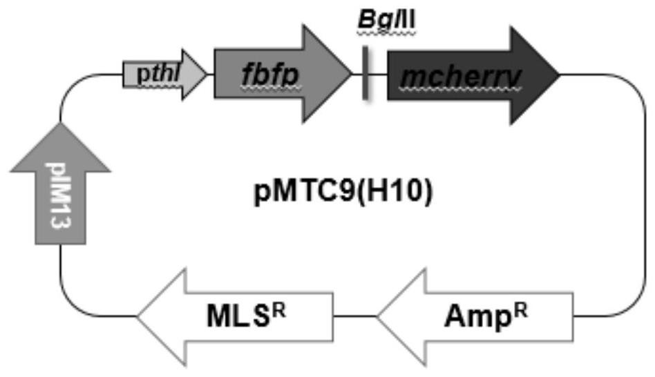 A method for controlling the expression ratio of different genes at the post-transcriptional level in prokaryotic cells