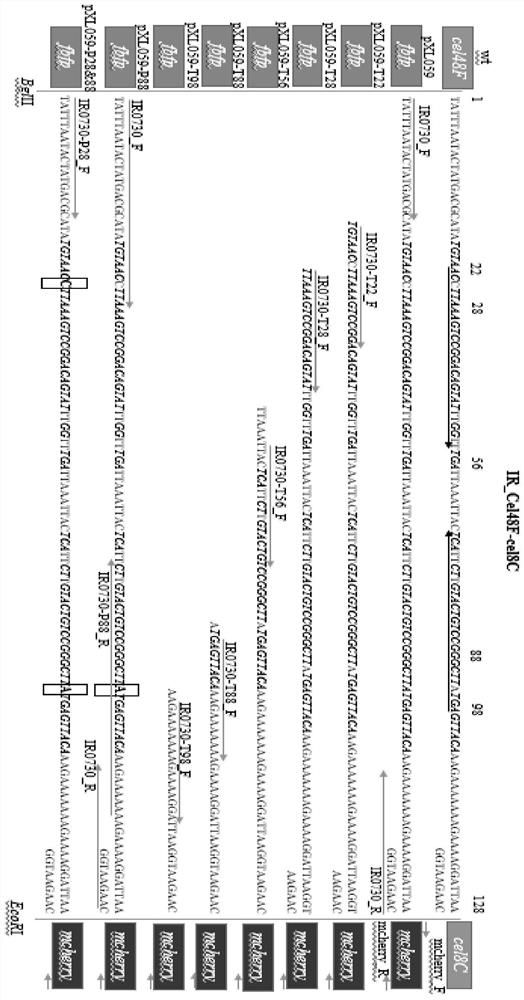 A method for controlling the expression ratio of different genes at the post-transcriptional level in prokaryotic cells