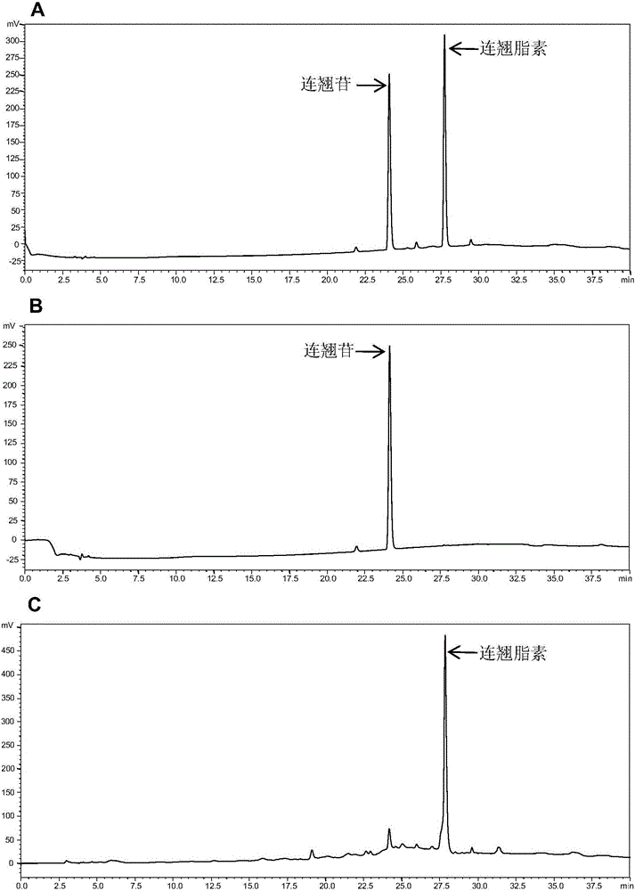 Penicillium citrinum LB and application in forsythiaside preparation through biotransformation of forsythin