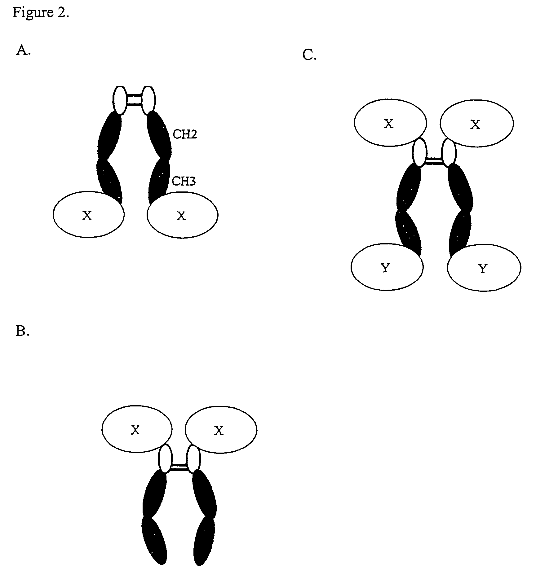 Proteins comprising an IgG2 domain