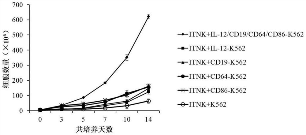 Induced T-to-natural killer feeder cell as well as preparation method and application thereof