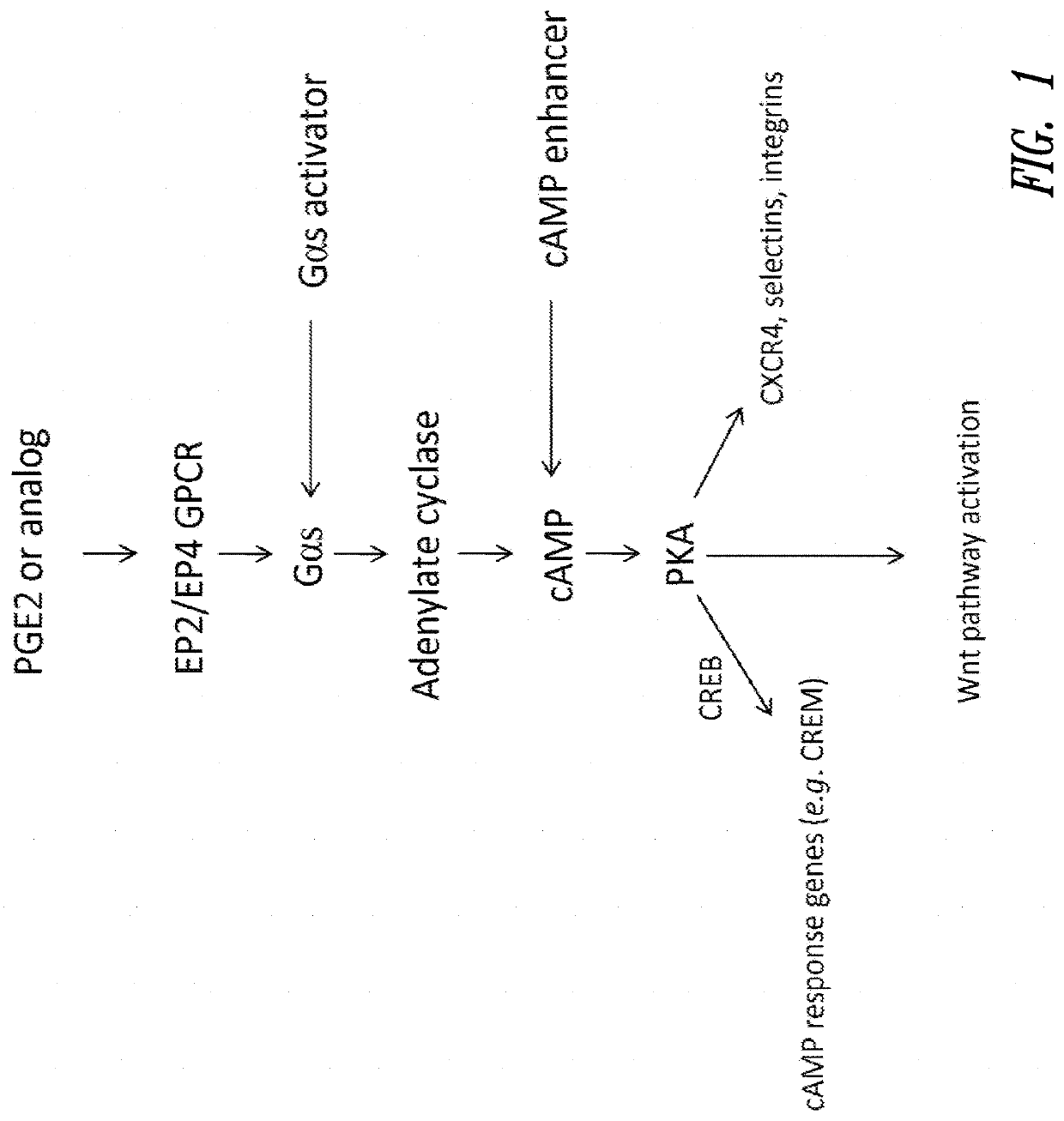 Hematopoietic stem and progenitor cell therapy