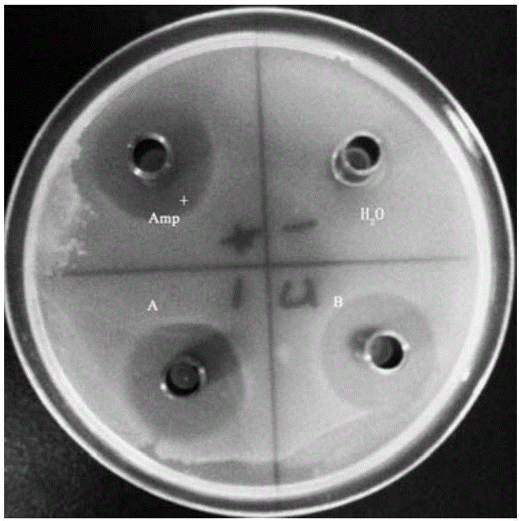 Recombinant saccharomyces cerevisiae utilizing starch and secreting antibacterial peptide