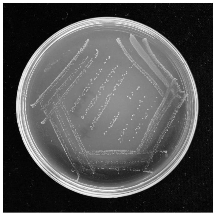 Plutella xylostella (L) Enterococcus mundtii PxG1 bacterial strain and application thereof