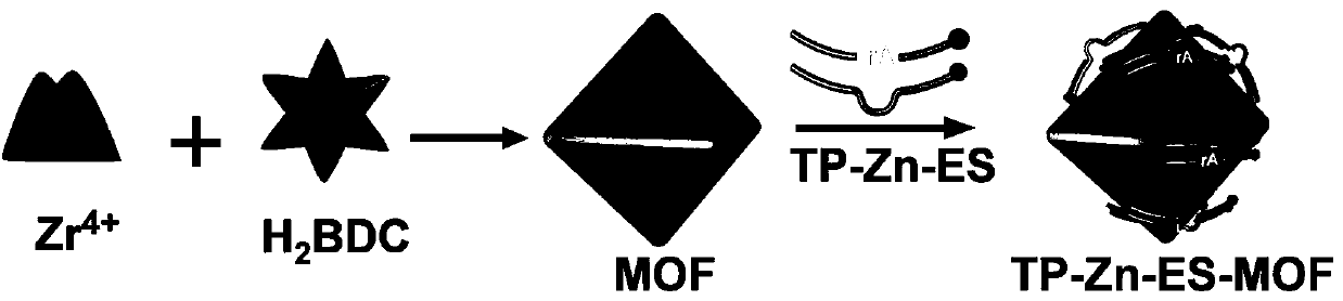 Preparation method and application of two-photon deoxyribozyme metal organic framework probe