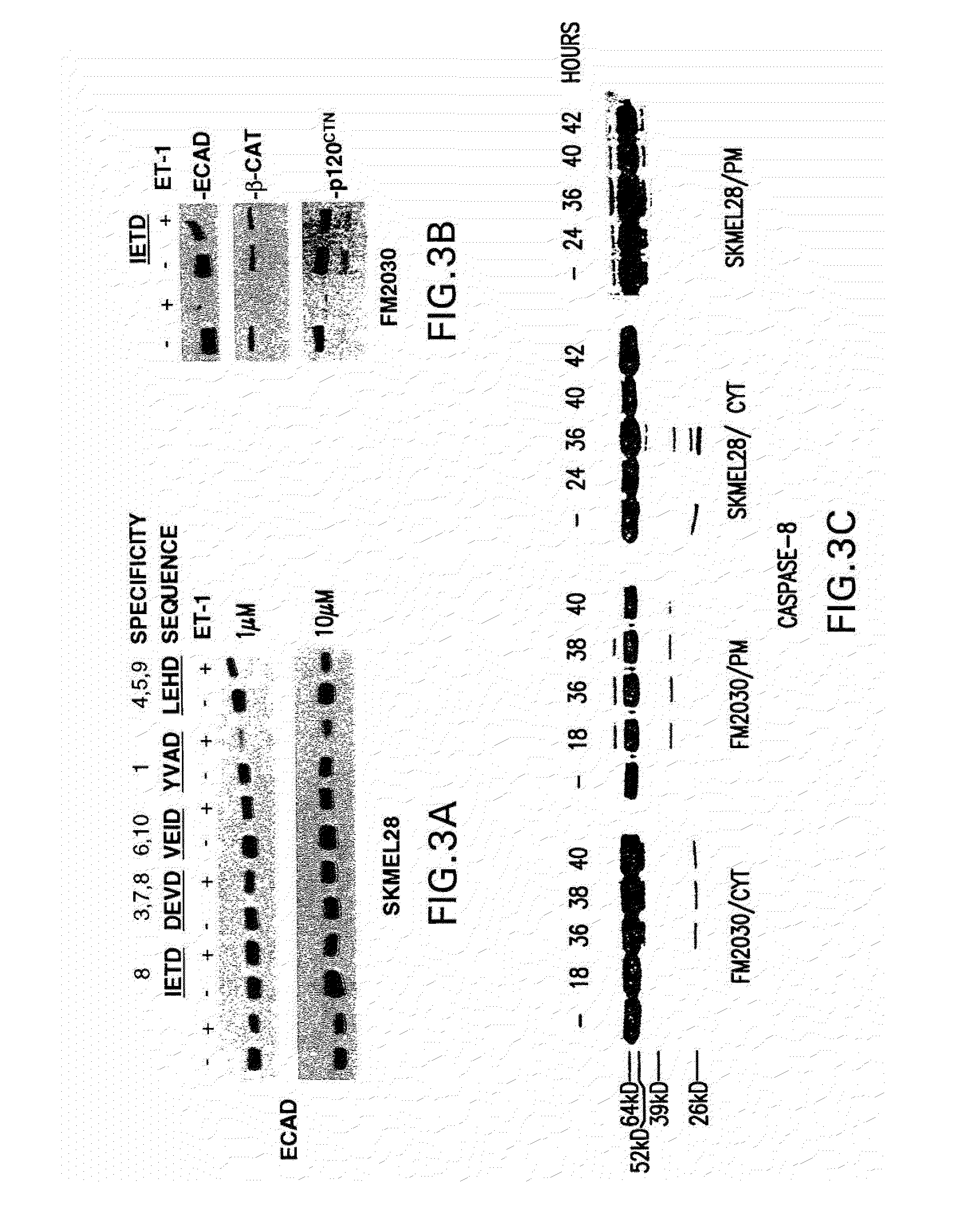 Cancer treatment with endothelin receptor antagonists