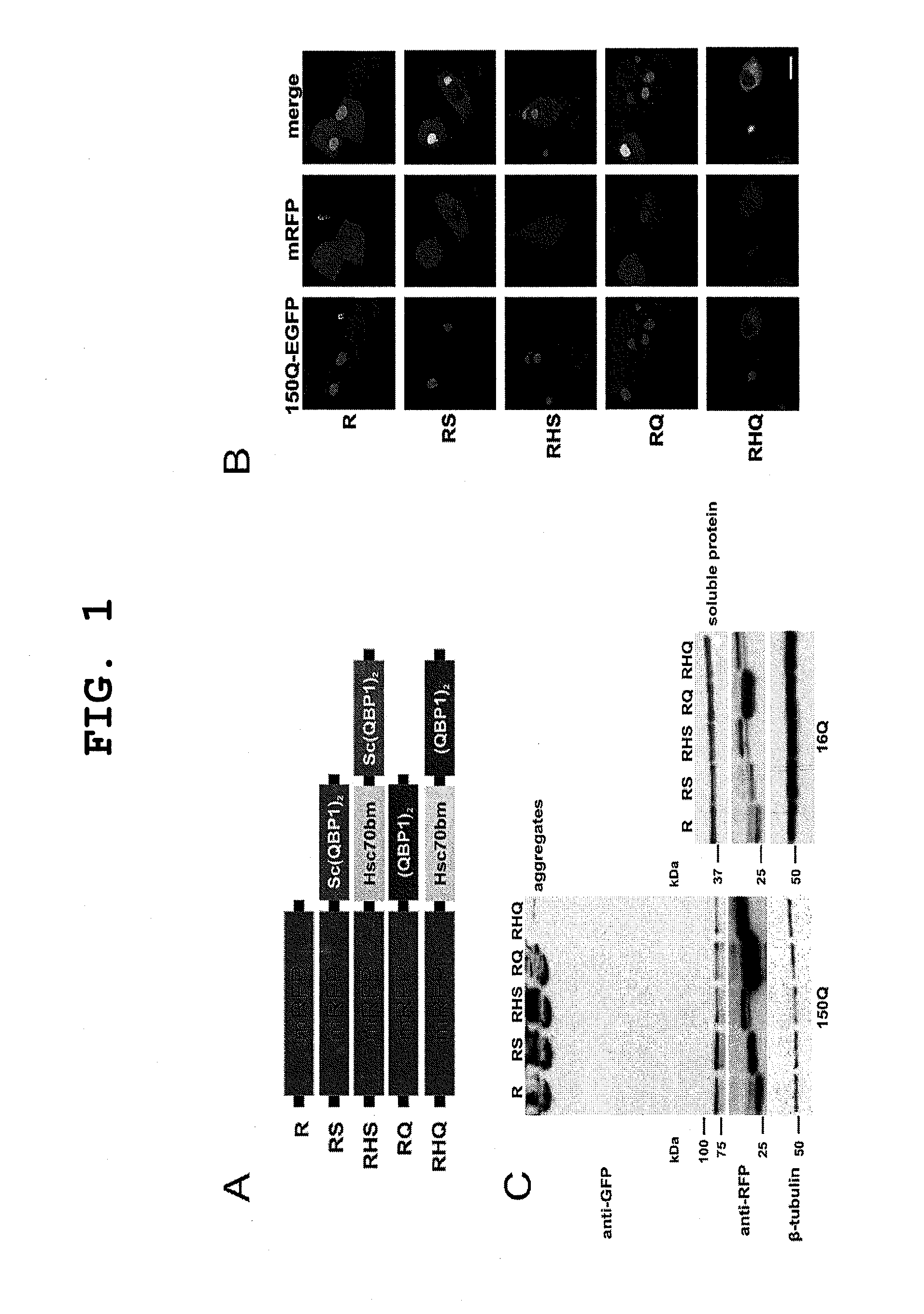 Method of degrading protein by chaperone-mediated autophagy