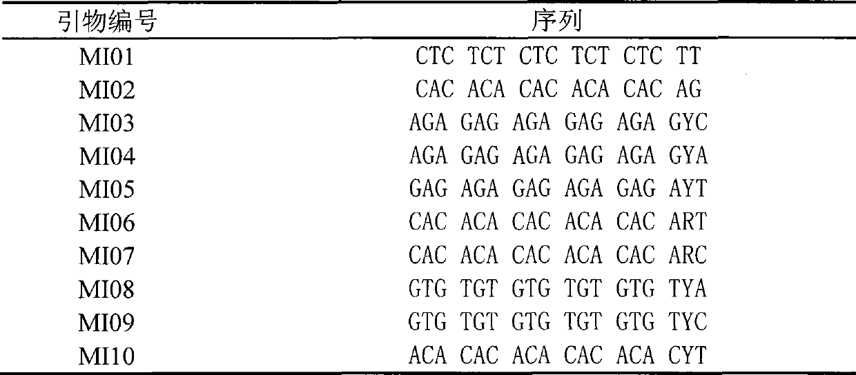 Simple repetition sequence primer for moerella iridescens