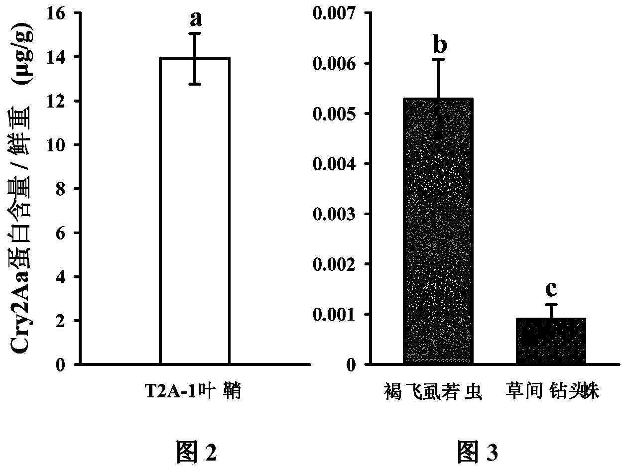 Evaluation method of safety of genetically modified insect resistant rice relative to predator hylyphantes graminicola