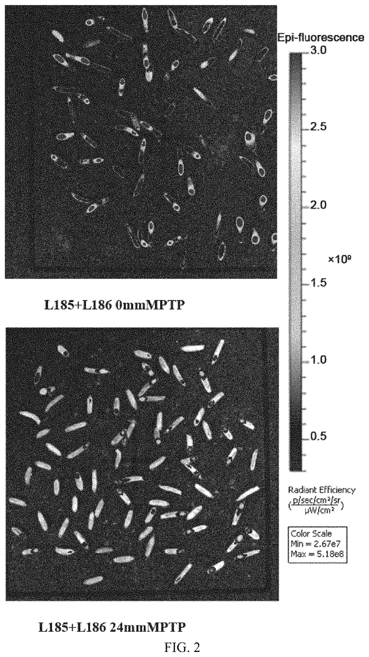 Method for treating cancer related to activation of ras gene in subject