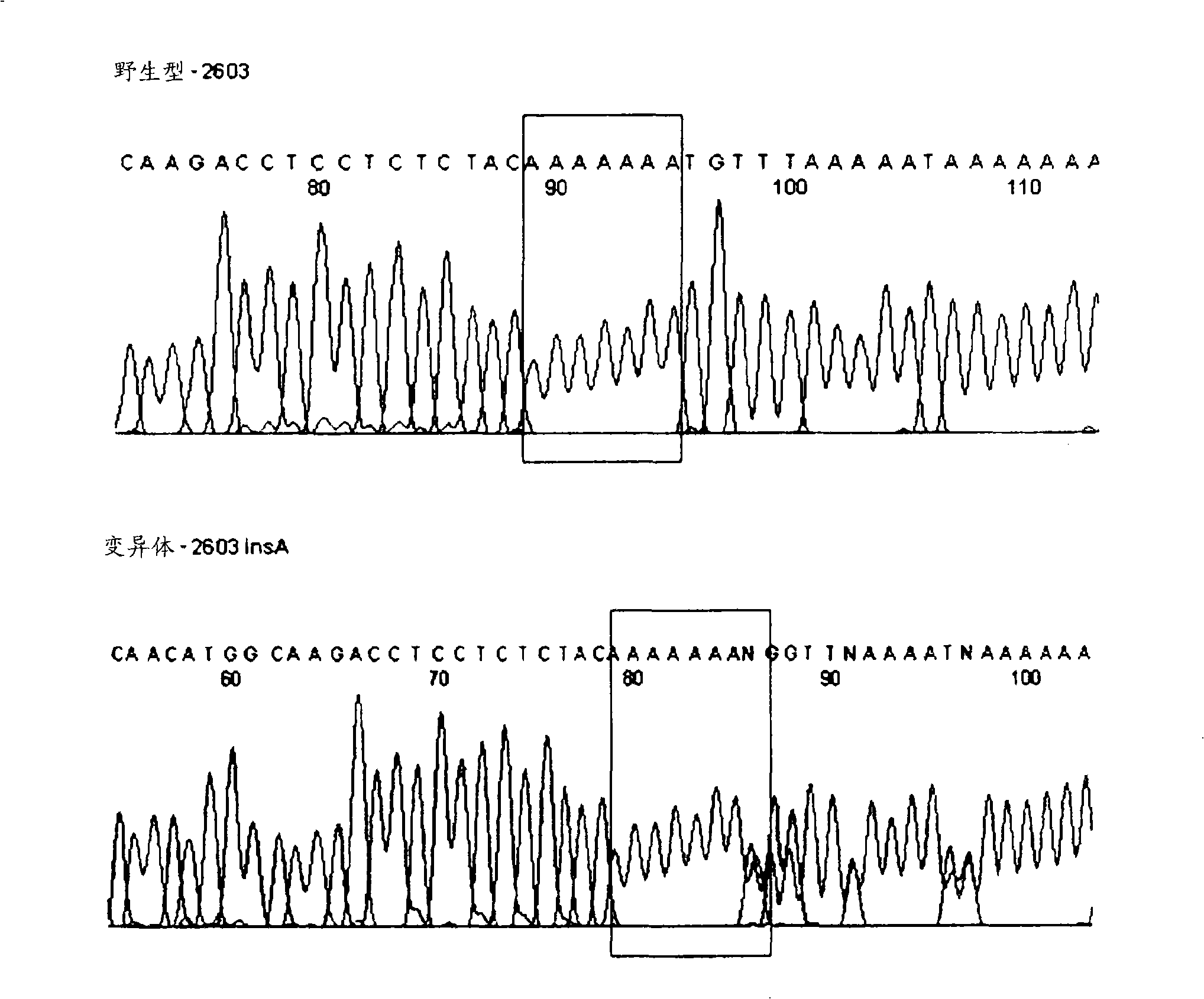 Htsnps for determining a genotype of cytochrome P450 1a2, 2A6 and 2D6, PXR and UPD-glucuronosyltransferase 1A gene and multiplex genotyping methods using thereof