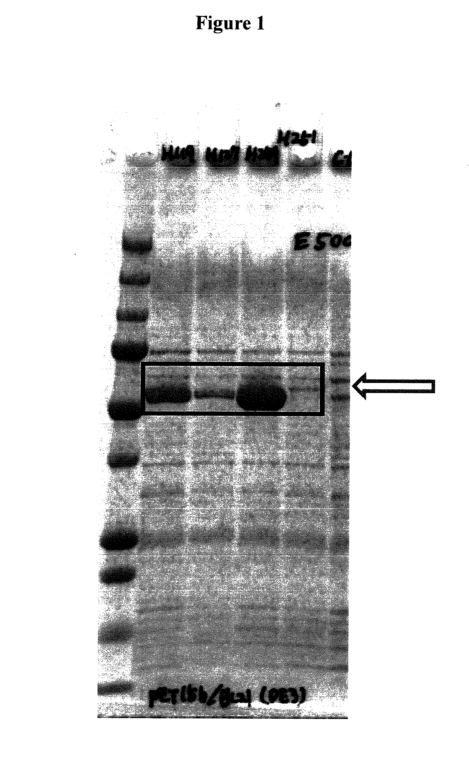 Monoterpene glycosyltransferase originating from hop and method for using same