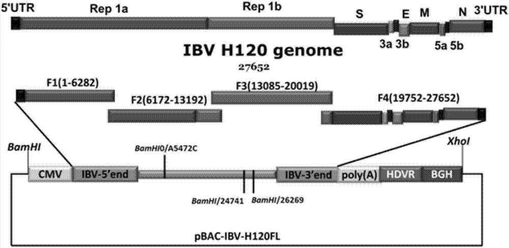 Method for quickly constructing IBV (Avian Infectious Bronchitis Virus) reverse genetic strain