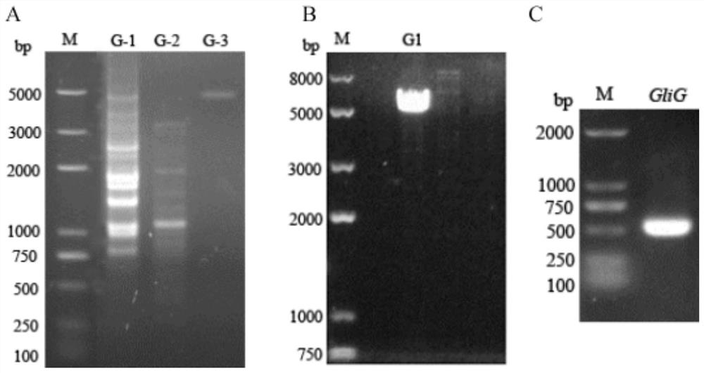 A kind of glig promoter of ederia fs110 glutathione sulfur transferase gene and application thereof