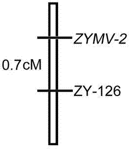 Linked molecular marker for dominant resistance gene ZYMV-2 of cucurbita pepo L. ZYMV and application of linked molecular marker