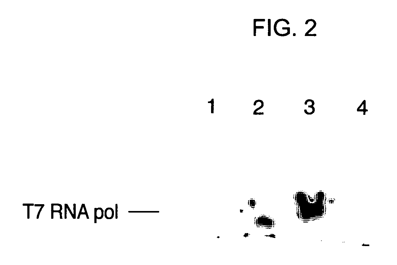 Bacterial vectors and methods of use thereof