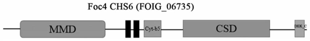 Application of banana fusarium oxysporum 4 # physiological race chitin synthase 6 gene