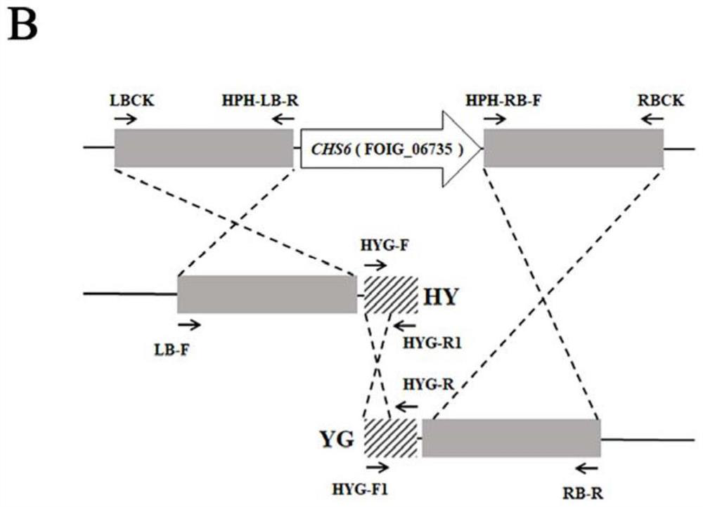 Application of banana fusarium oxysporum 4 # physiological race chitin synthase 6 gene