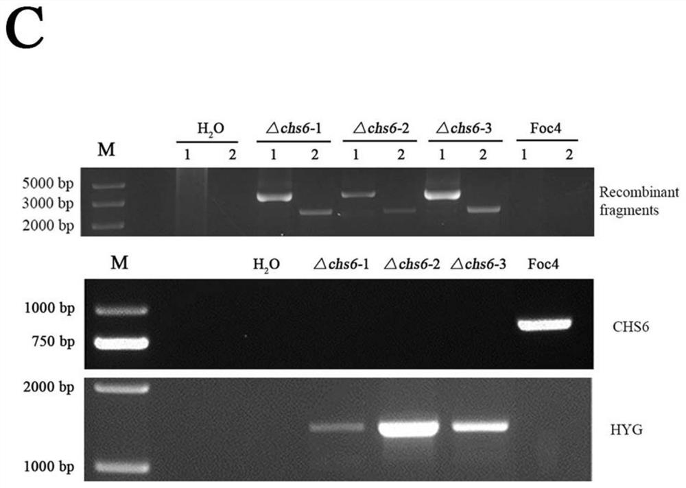 Application of banana fusarium oxysporum 4 # physiological race chitin synthase 6 gene