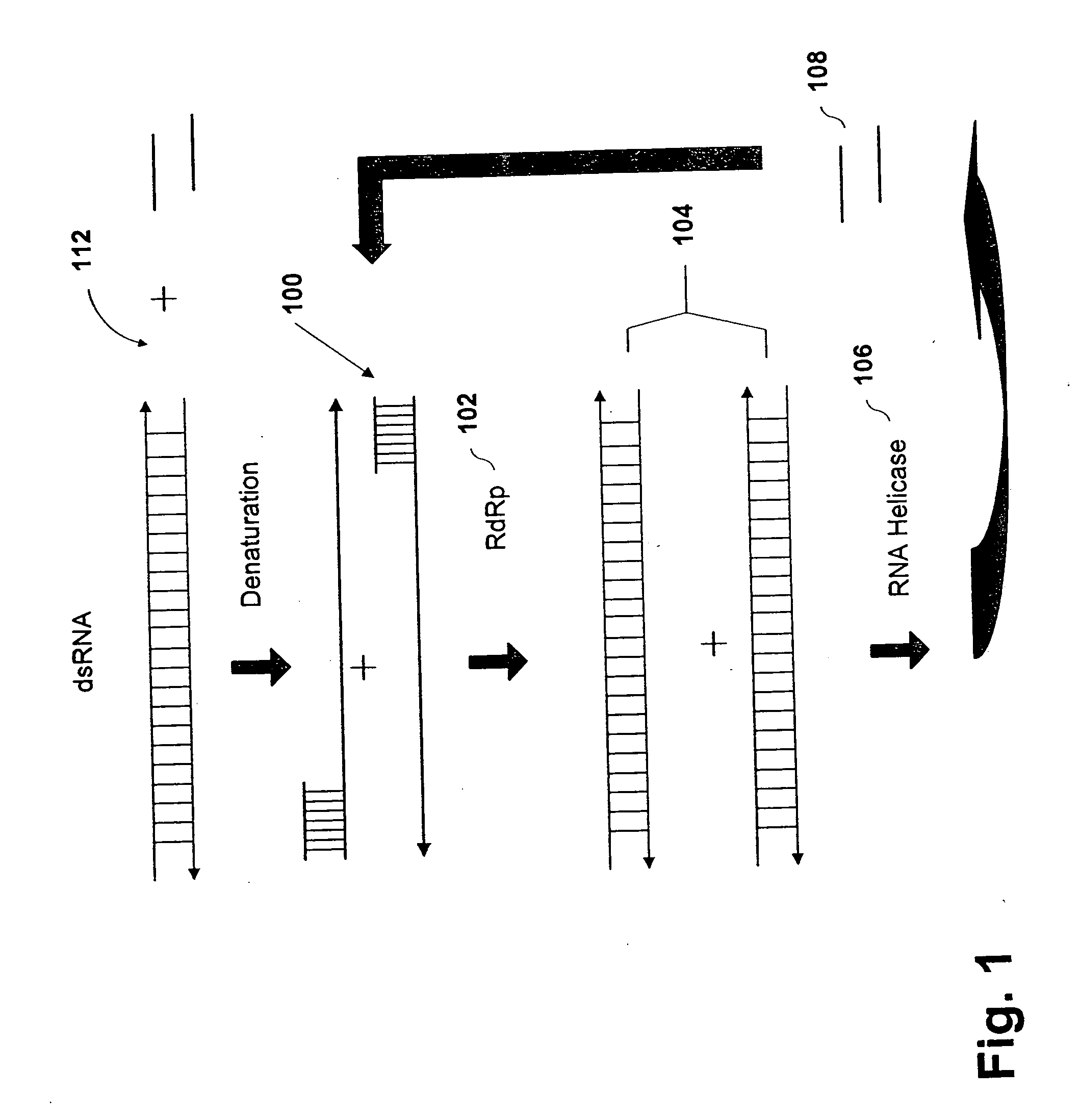 Methods and compositions for RNA amplification and detection using an RNA-dependent RNA-polymerase