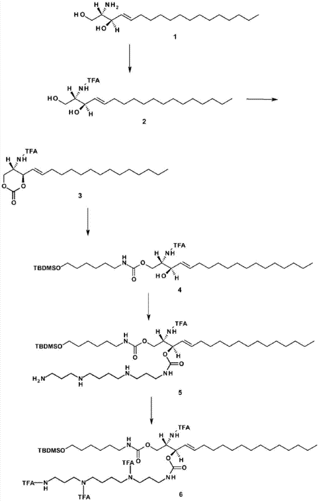 Sphingolipid-polyalkylamine-oligonucleotide compounds