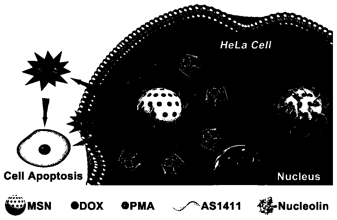 Dual drug loading system based on targeting pyrenin, preparing method and application