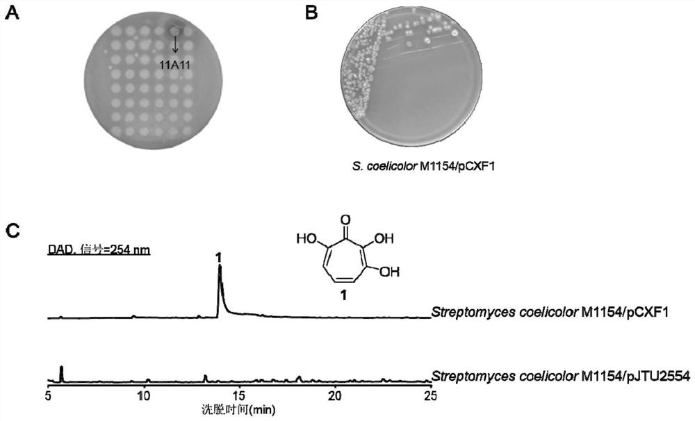 3,7-Dihydroxytropolone Biosynthetic Gene Cluster and Its Application