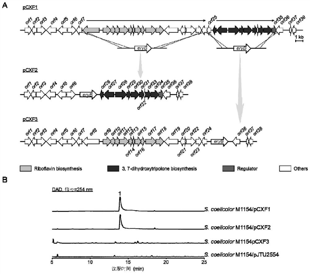 3,7-Dihydroxytropolone Biosynthetic Gene Cluster and Its Application