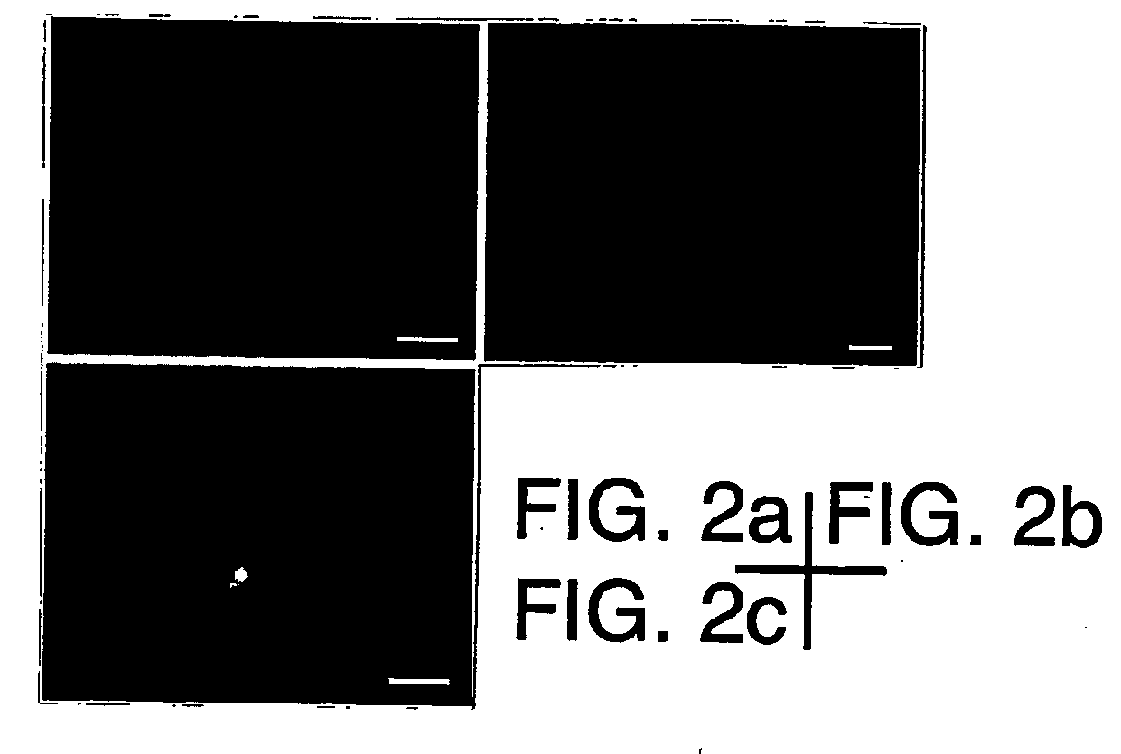 Method for culturing neural stem cells using hepatocyte growth factor