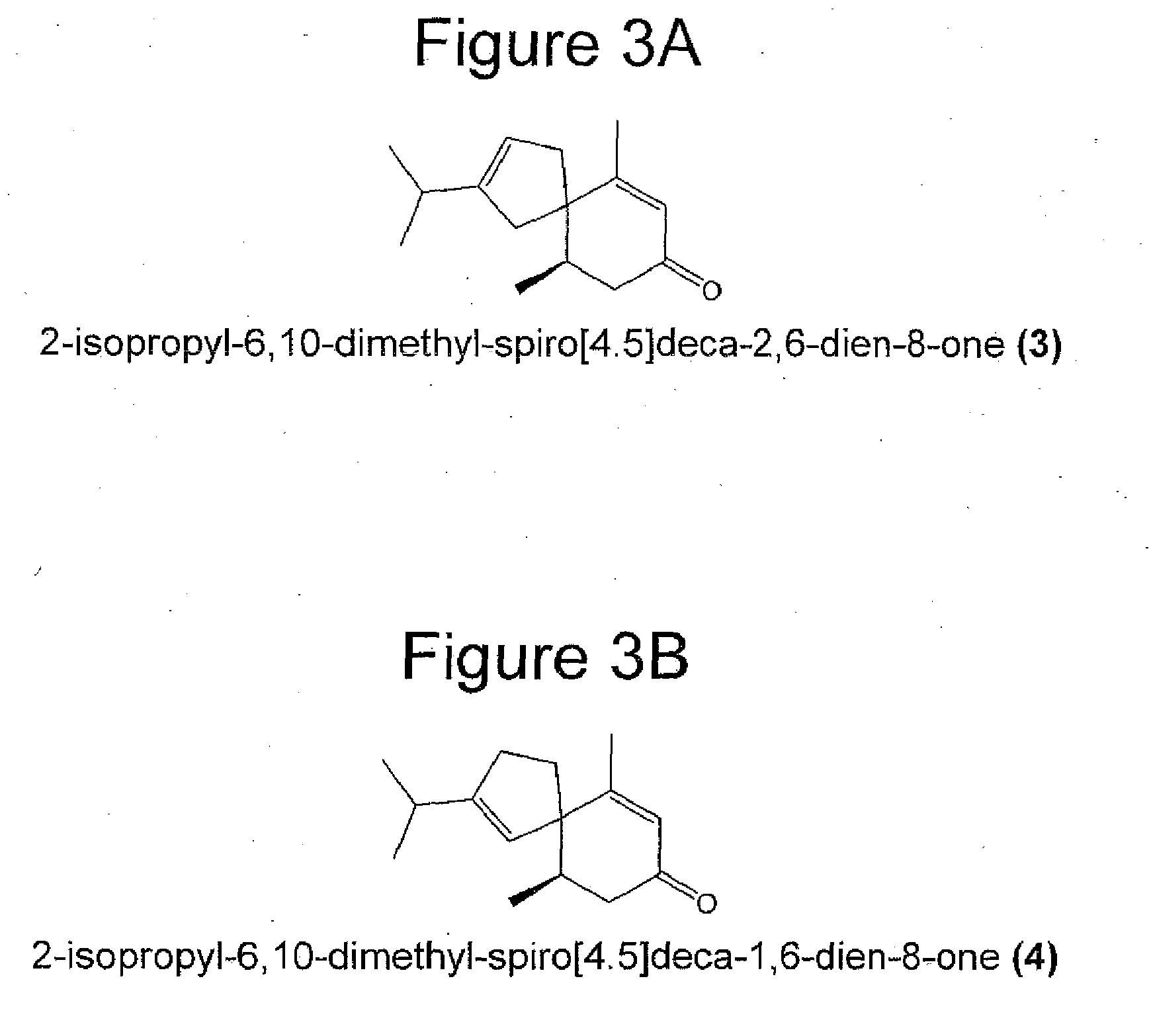 Novel fragrance and methods for production of 5-epi-beta-vetivone, 2-isopropyl-6,10-dimethyl-spiro[4.5]deca-2,6-dien-8-one, and 2-isopropyl-6,10-dimethyl-spiro[4.5]deca-1,6-dien-8-one