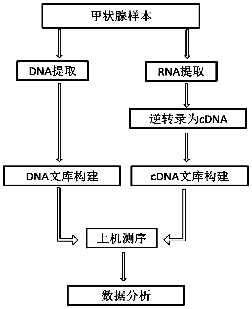 Primer for detecting variation of benign and malignant related genes of thyroid nodules, kit and detection method